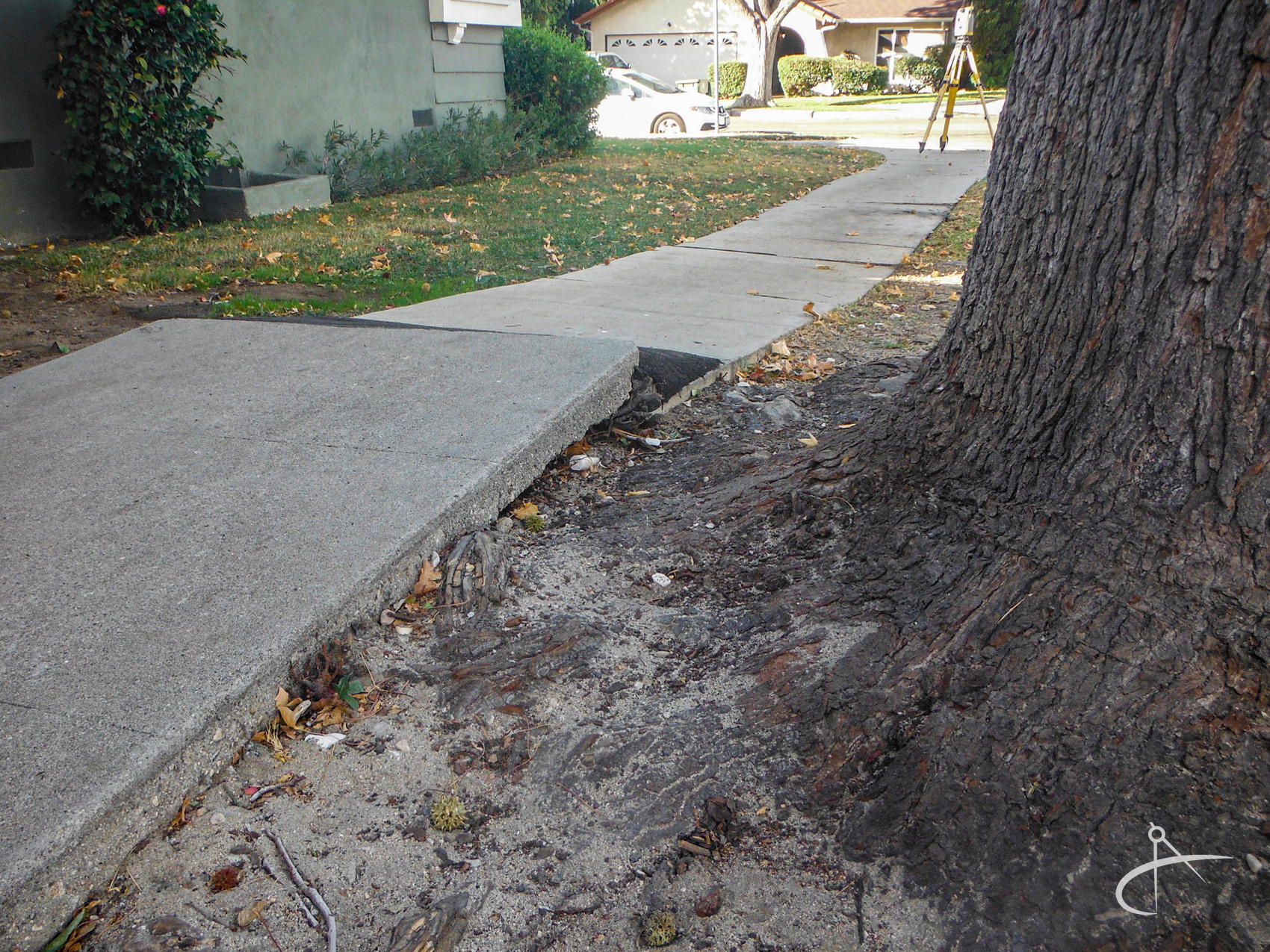 Tree trunk and split concrete side walk. 