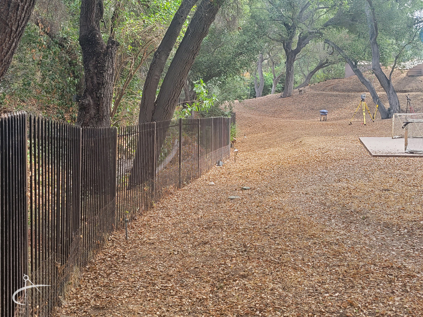 Oak trees along a fence line.